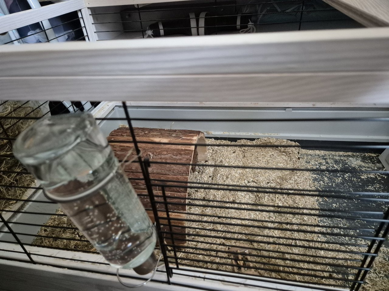 2 cavia's vrouwtjes + kooi