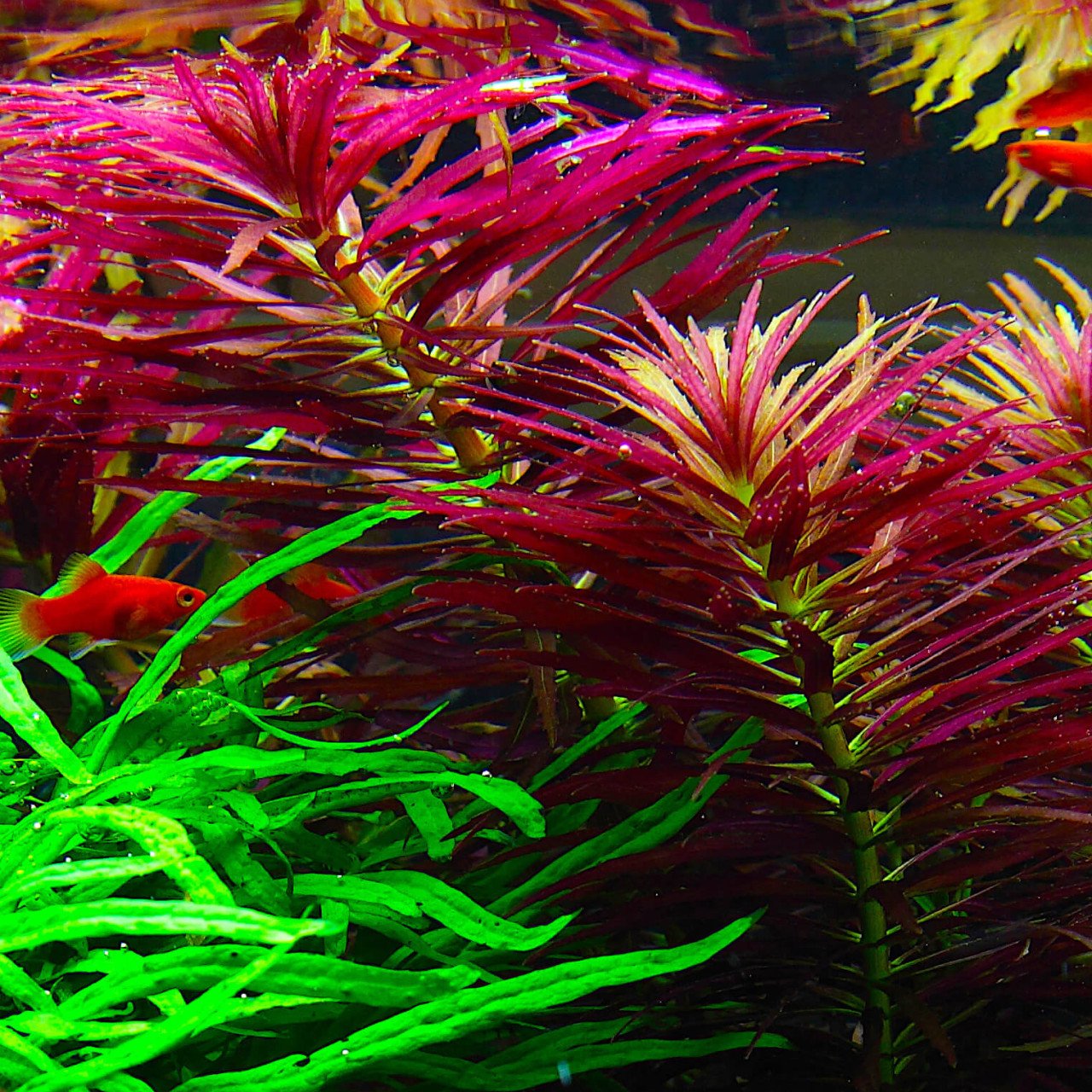Gezocht  Limnophila hippuridoides