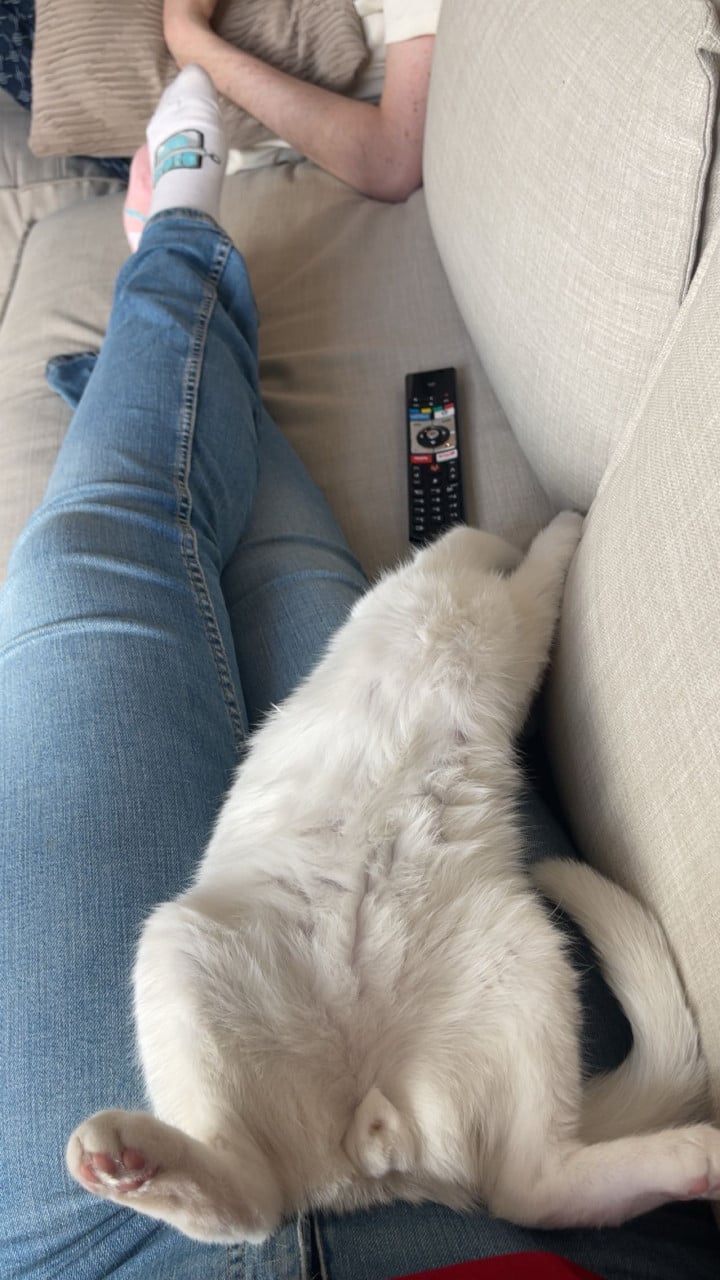 KITTEN GEZOCHT