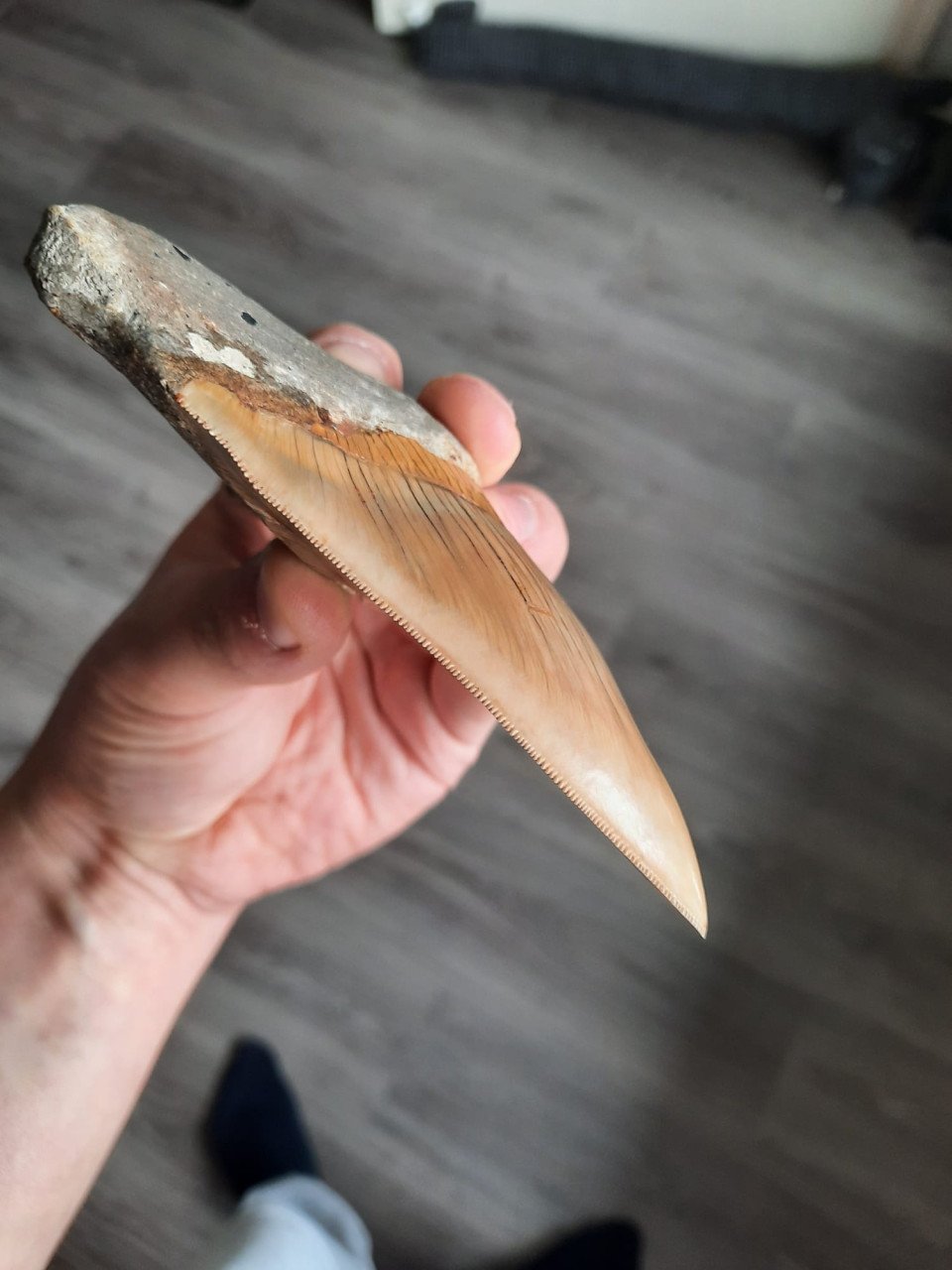Megalodon haaien tand