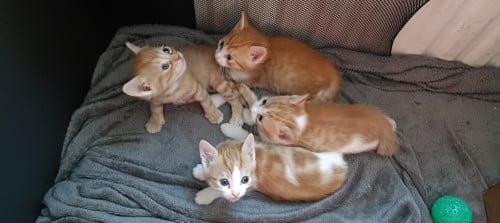Kittens