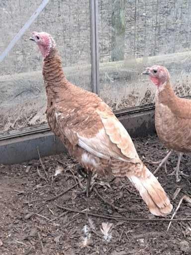 Rode Ardenner Kalkoenen