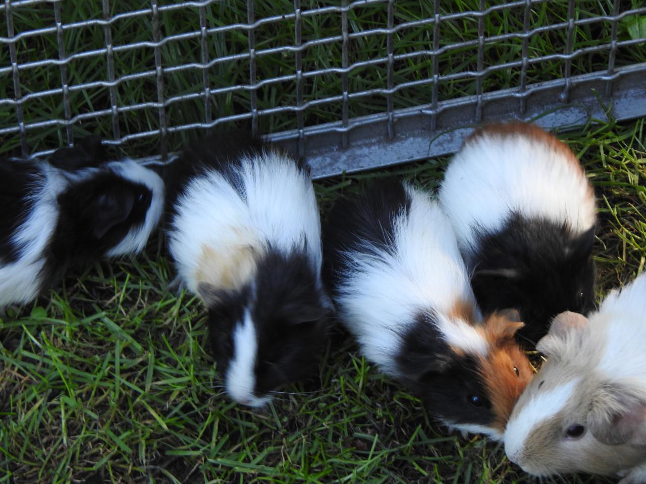 Cavia Zeug