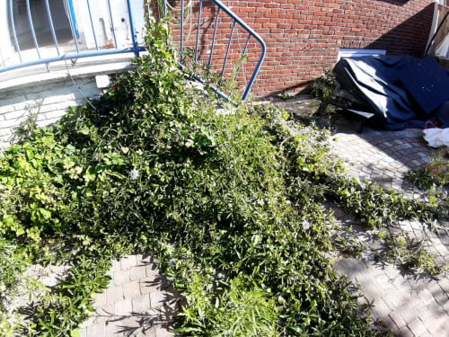 Onkruidverwijdering.