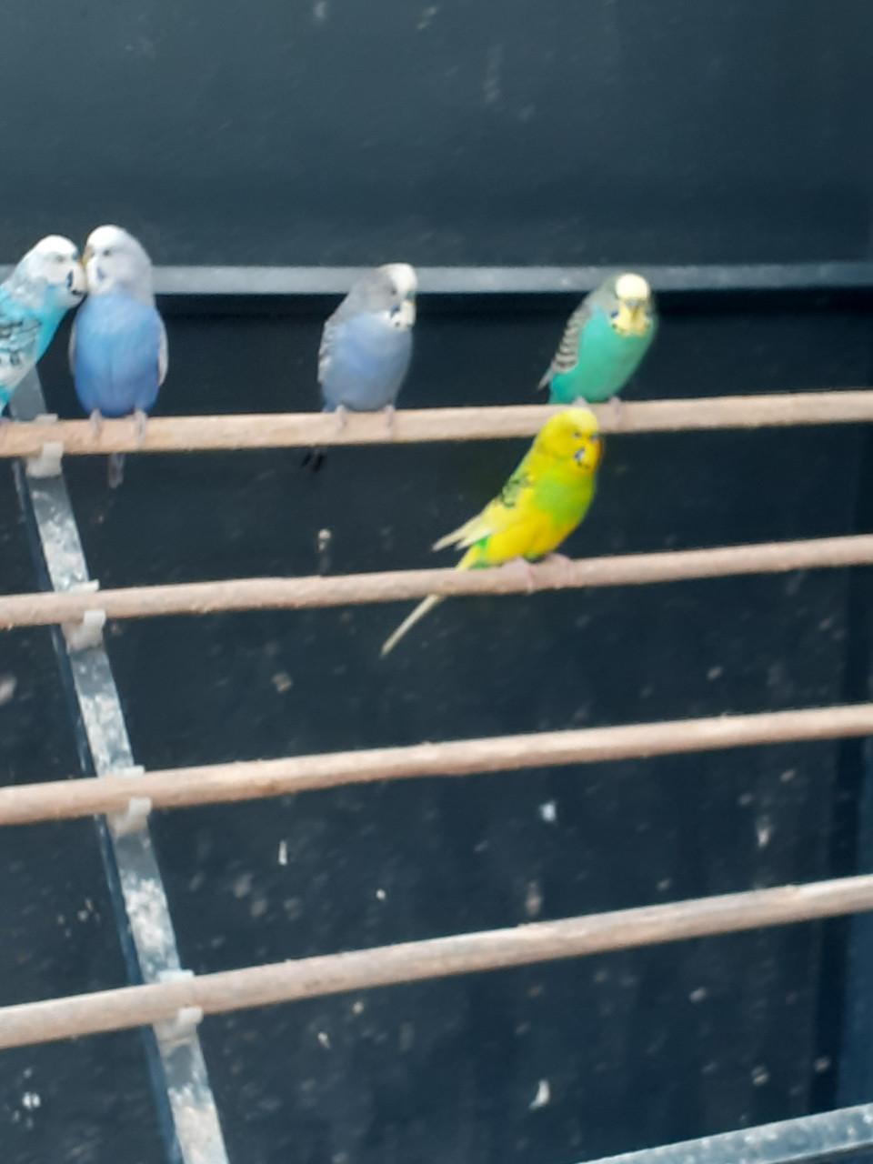 Grasparkieten van  2025