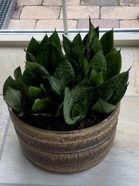 Vetplanten in grote pot