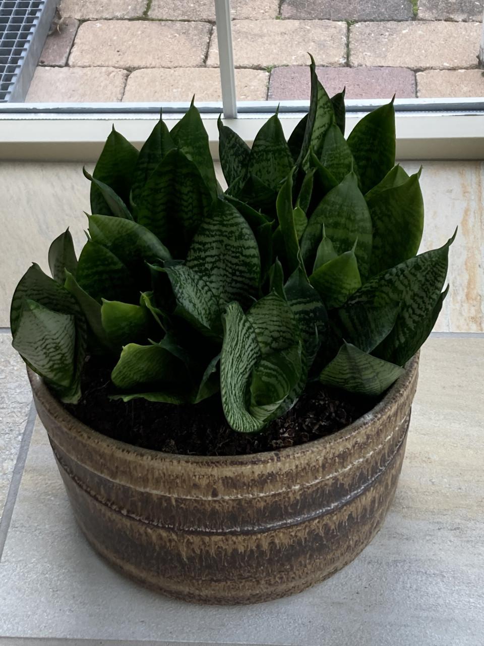 Vetplanten in grote pot