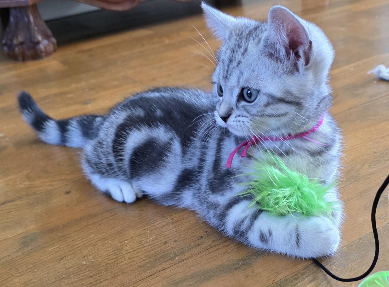 Raszuivere Brits korthaar kittens (Whiskas)