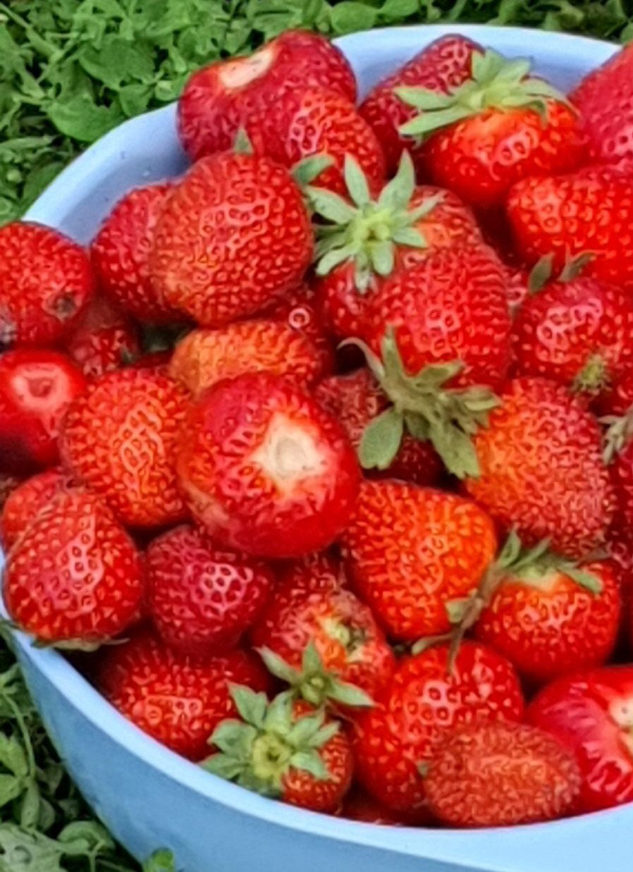 Aardbeienplanten, frambozenplanten en bessenplanten