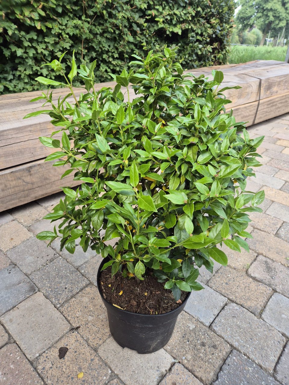 Viburnum tinus struiken 60-80 cm