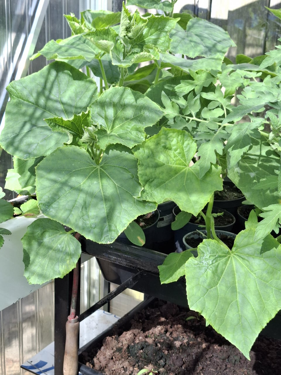 Tomatenplantjes en komkommerplantjes