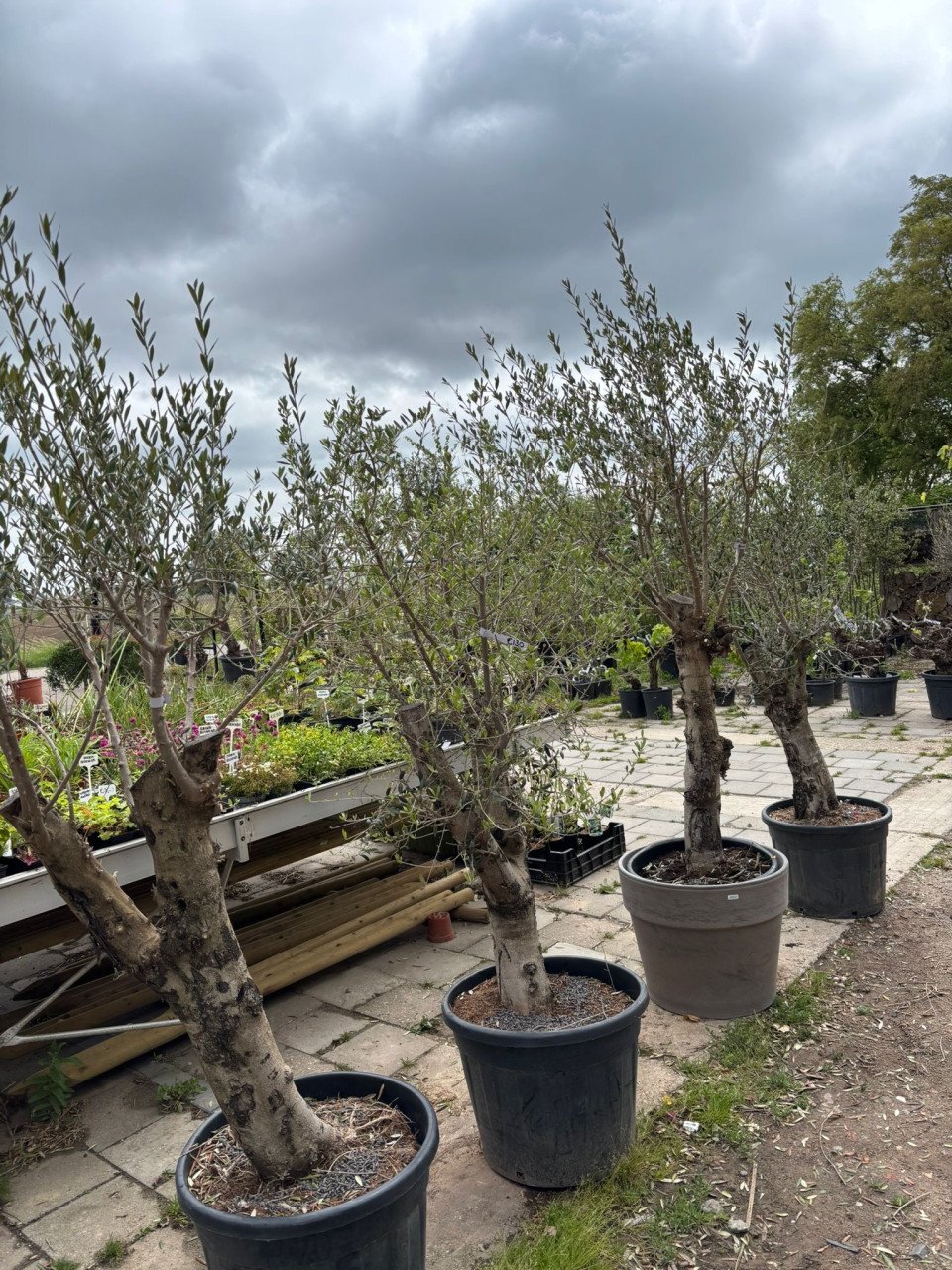 OLIJFBOMEN, YUCCA’S 30 % KORTING (op alles)