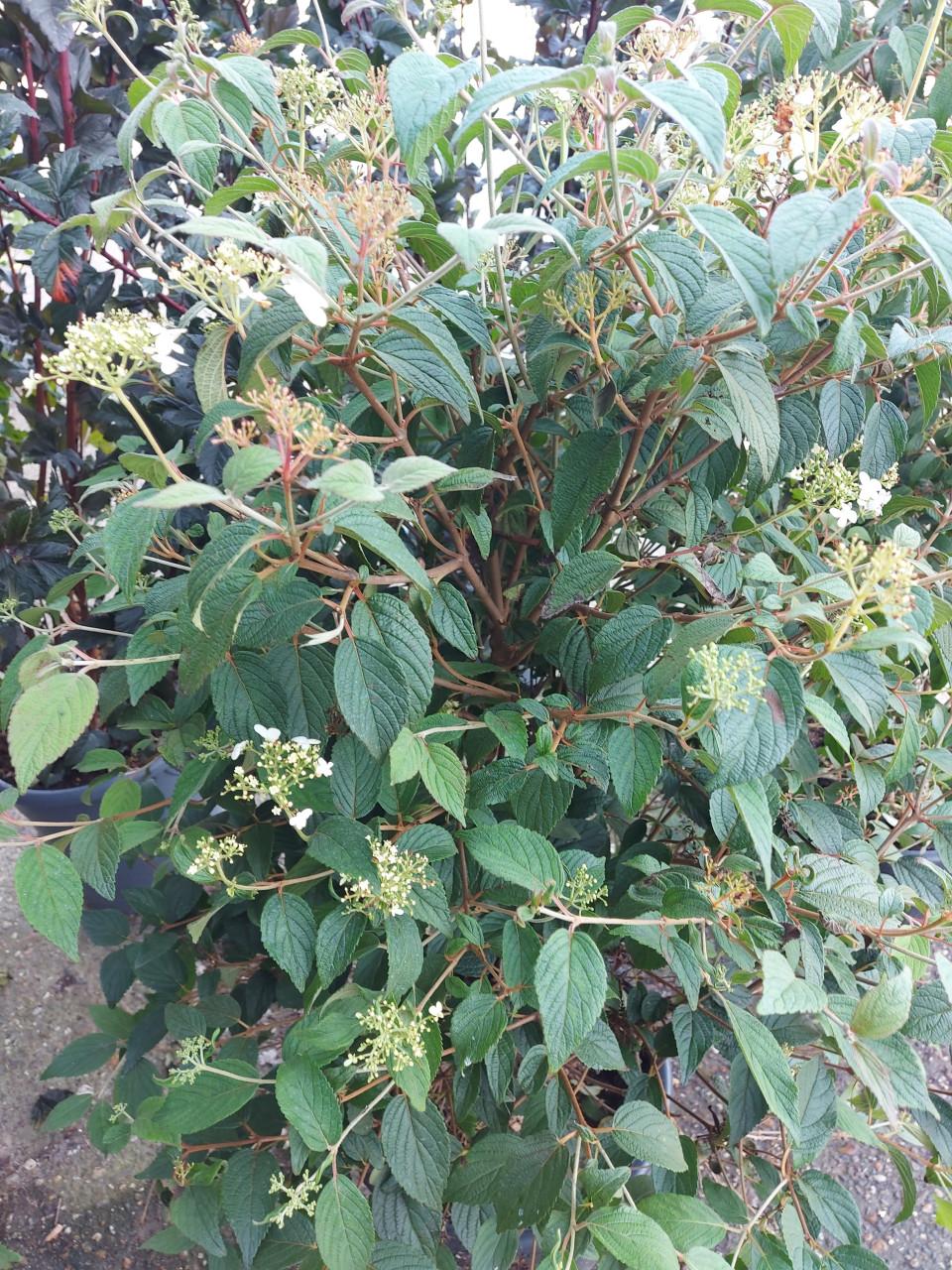 Viburnum groot en klein