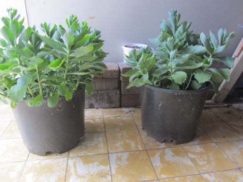 Sedum planten