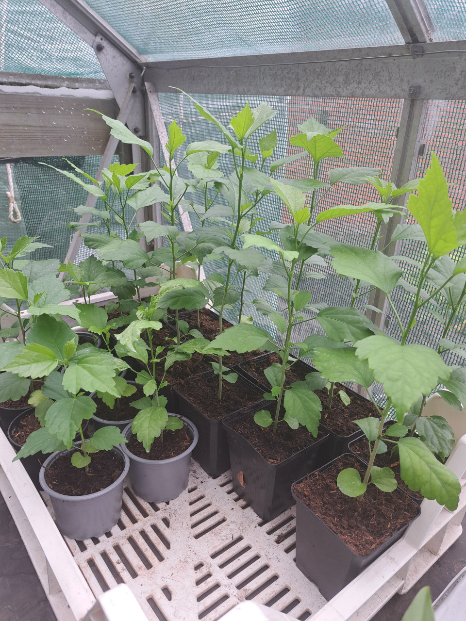 Verschillende tuinplanten