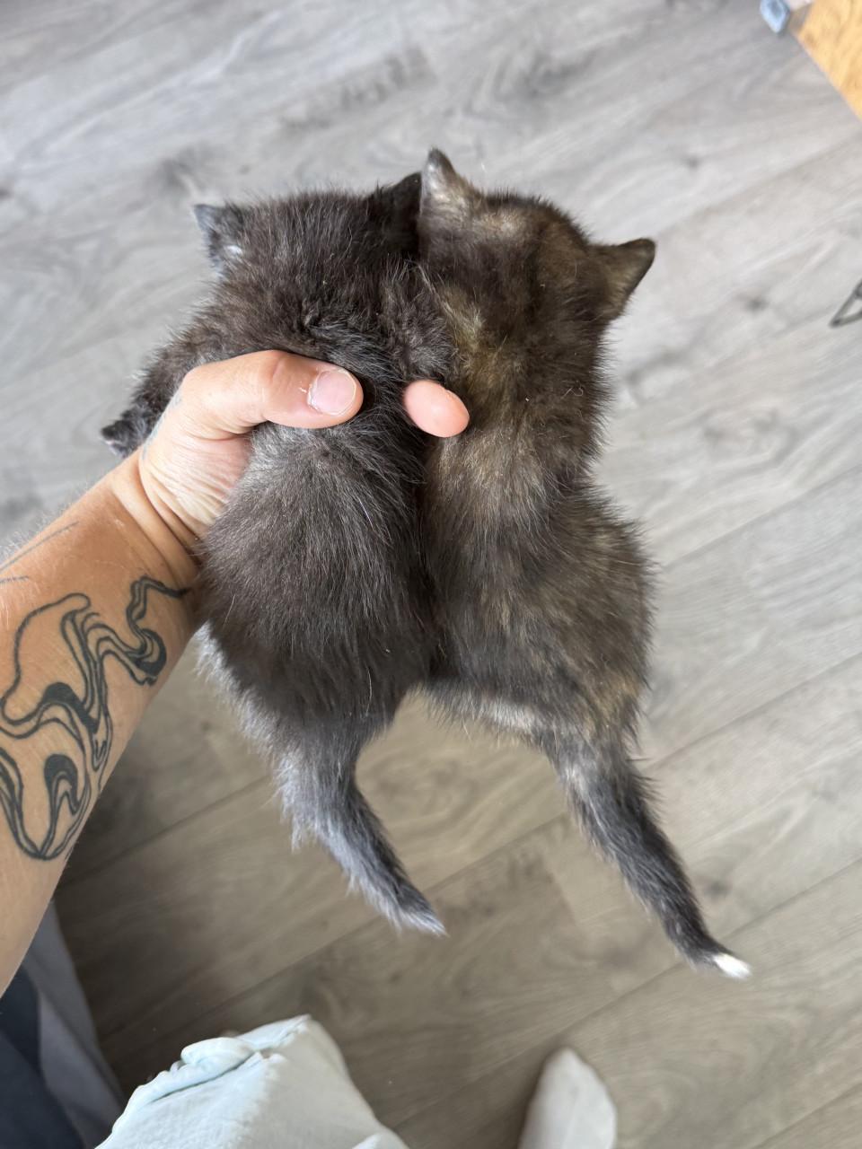 2 kittens