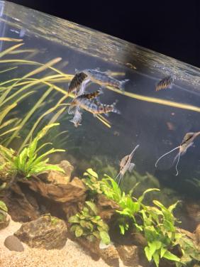 Te koop, groepje botia kubotai 6 stuks paar maanden oud.