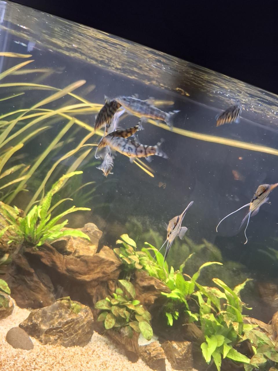 Te koop, groepje botia kubotai 6 stuks paar maanden oud.