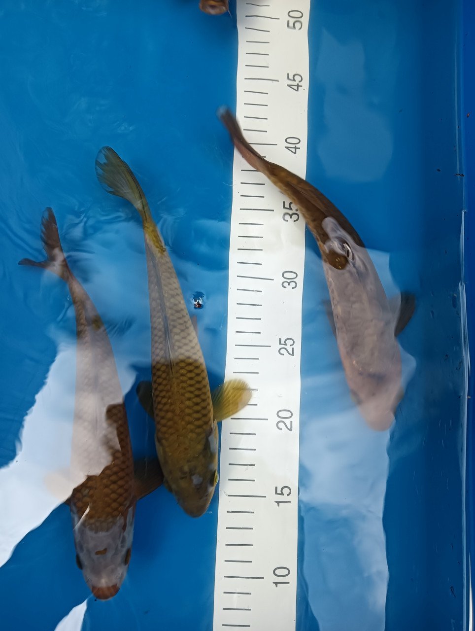 Japanse Koi