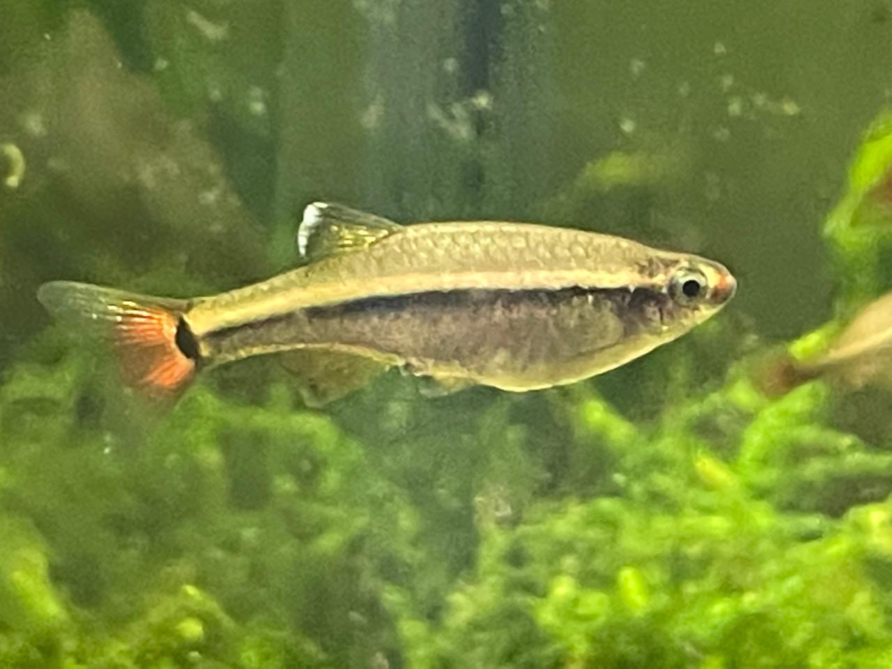 Vietnamese danio