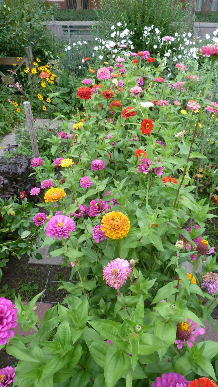 Zinnias