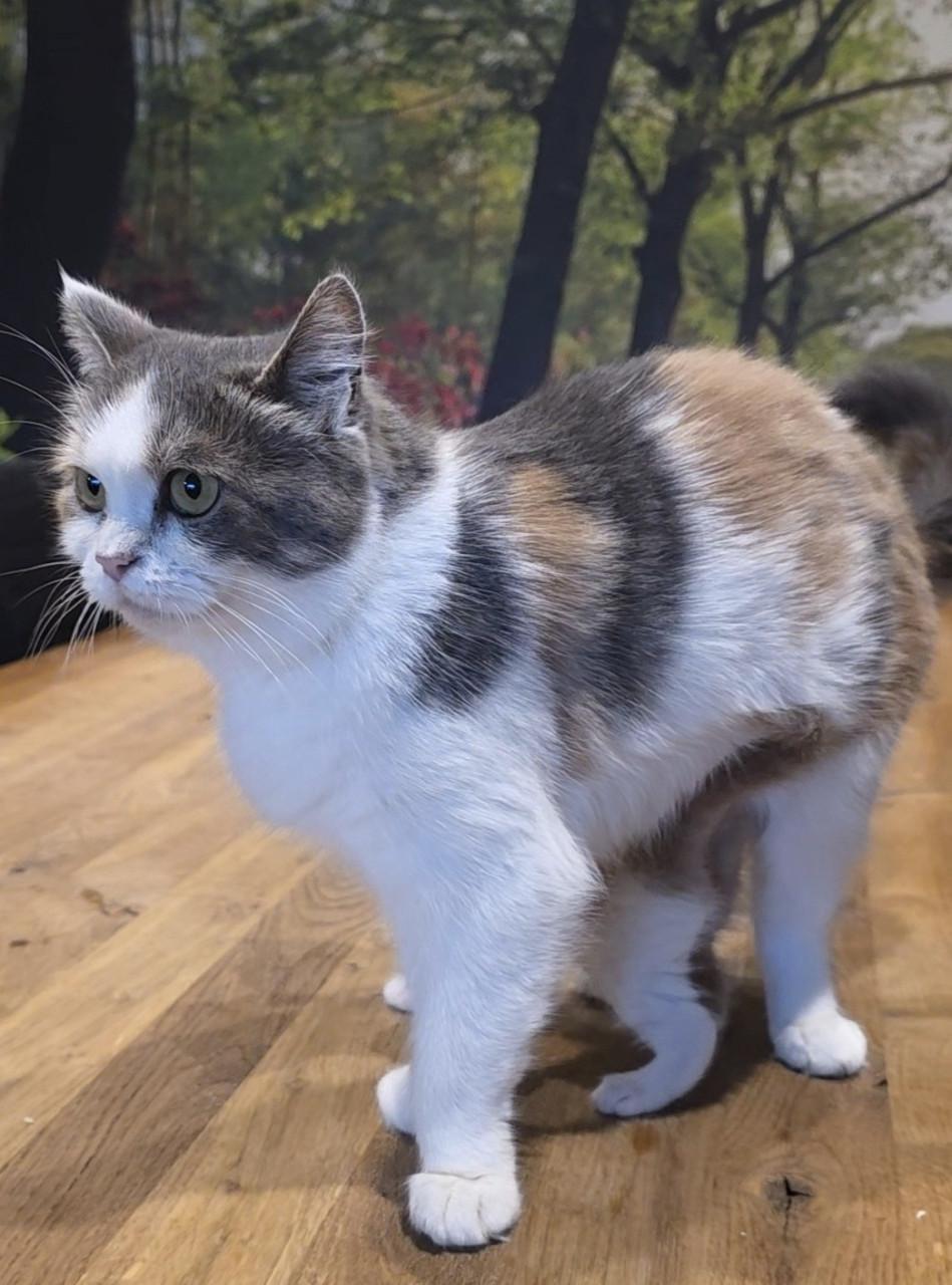 Superlieve Kittens - Britse korthaar / Pers