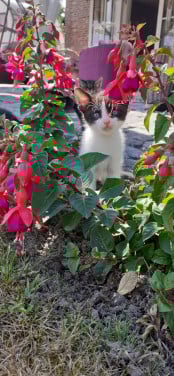 Prachtige kittens 😻😻