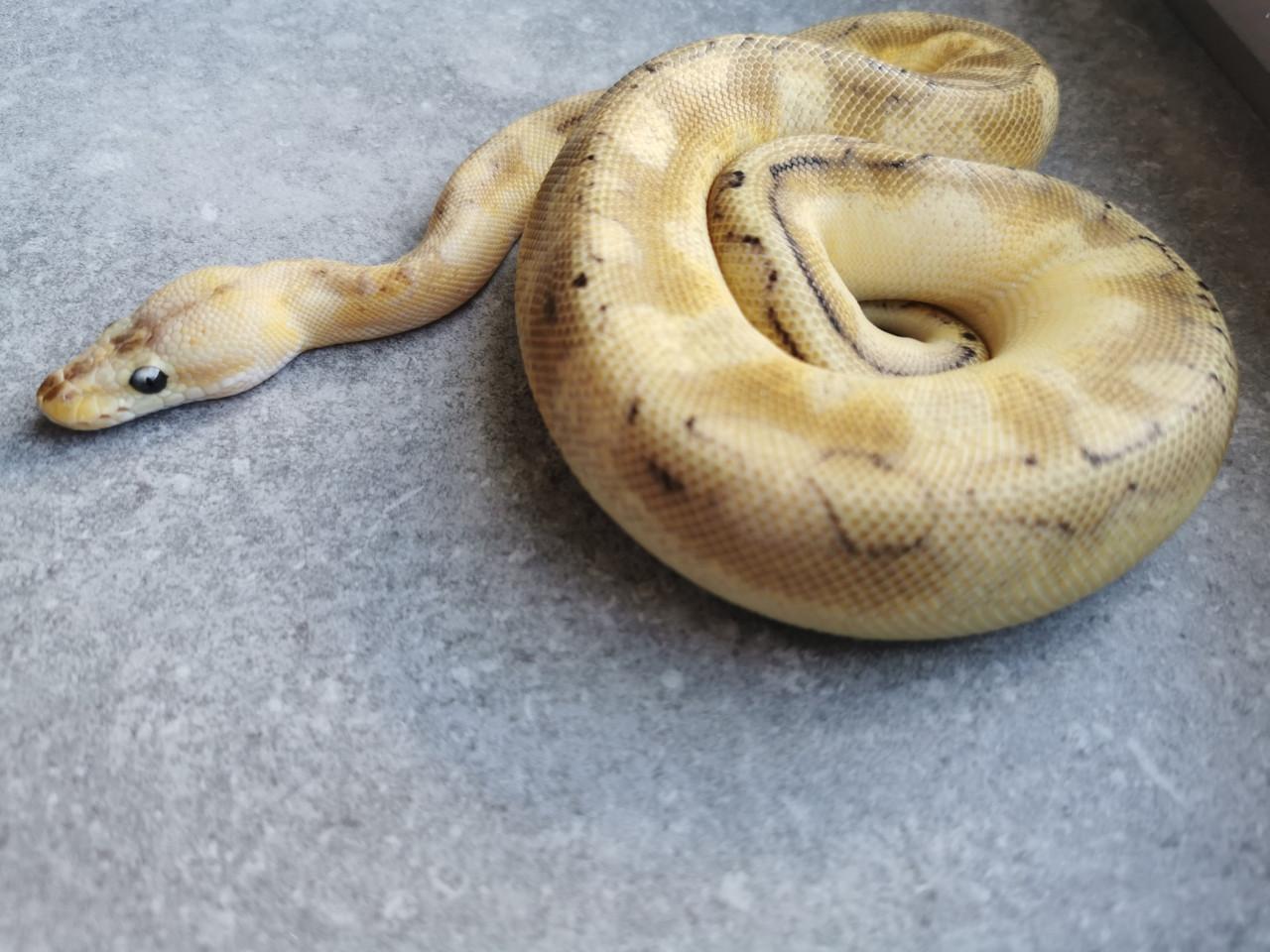 Champagne Enchi Pastel Koningspython (vrouwtje)