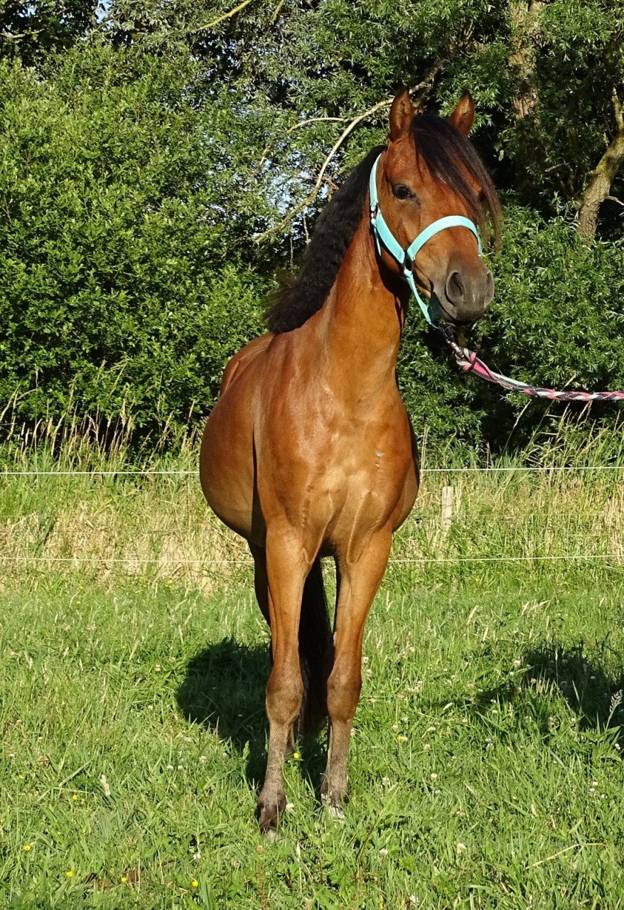 Knappe pony