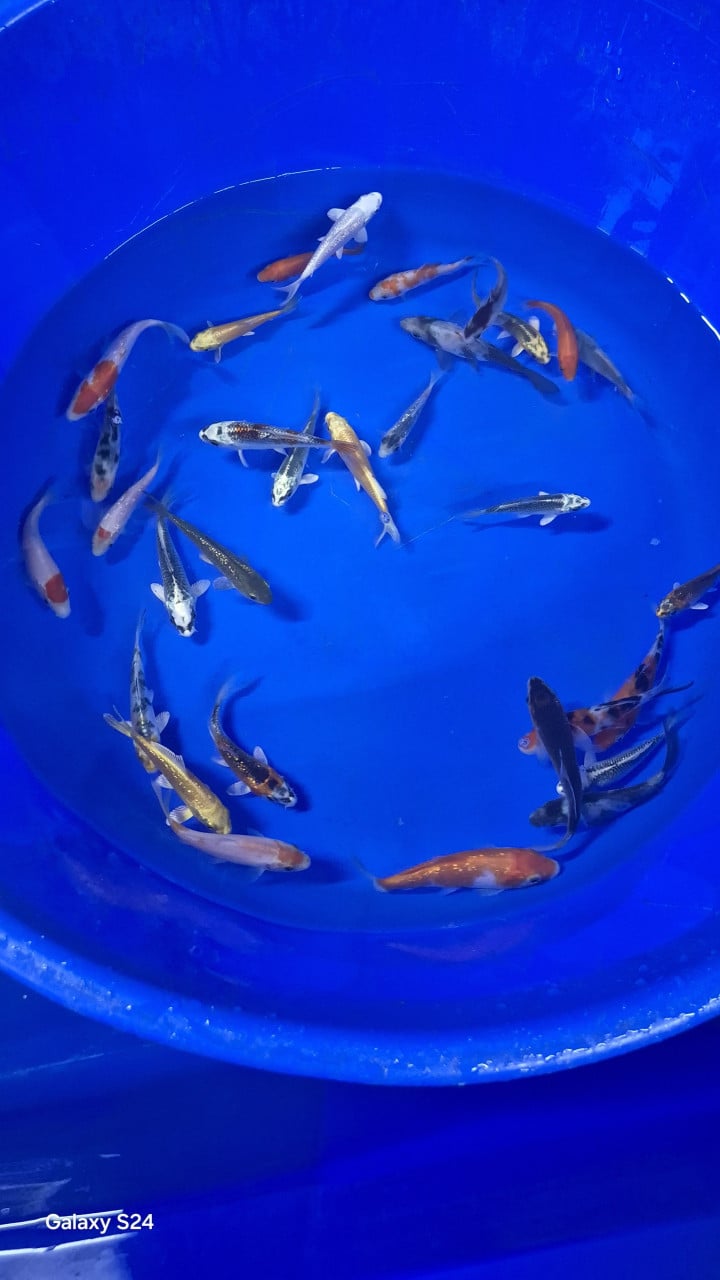 Kleine koi