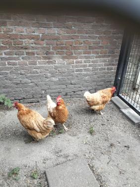 3 legkippen gratis