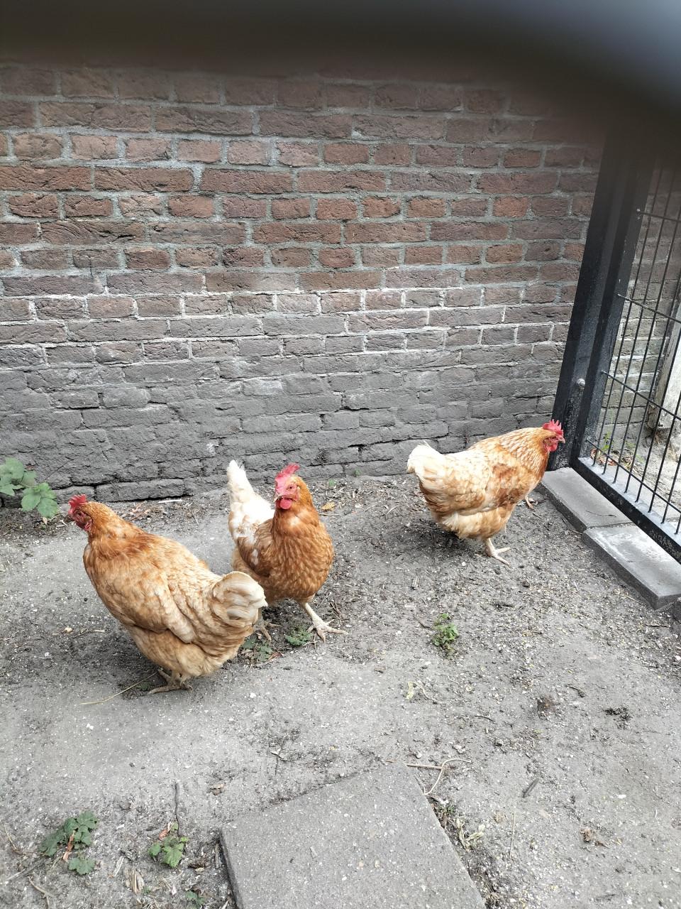 3 legkippen gratis