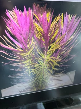 Gezocht  Limnophila hippuridoides