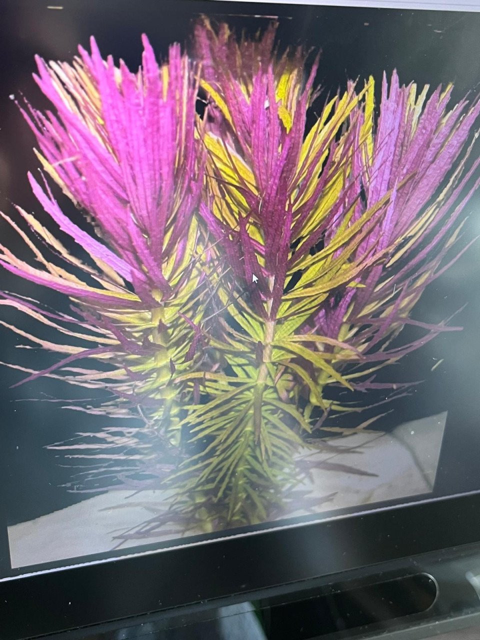 Gezocht  Limnophila hippuridoides