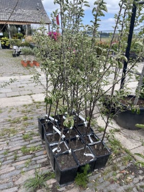 Elstar appelboom Laagstam en halfstam