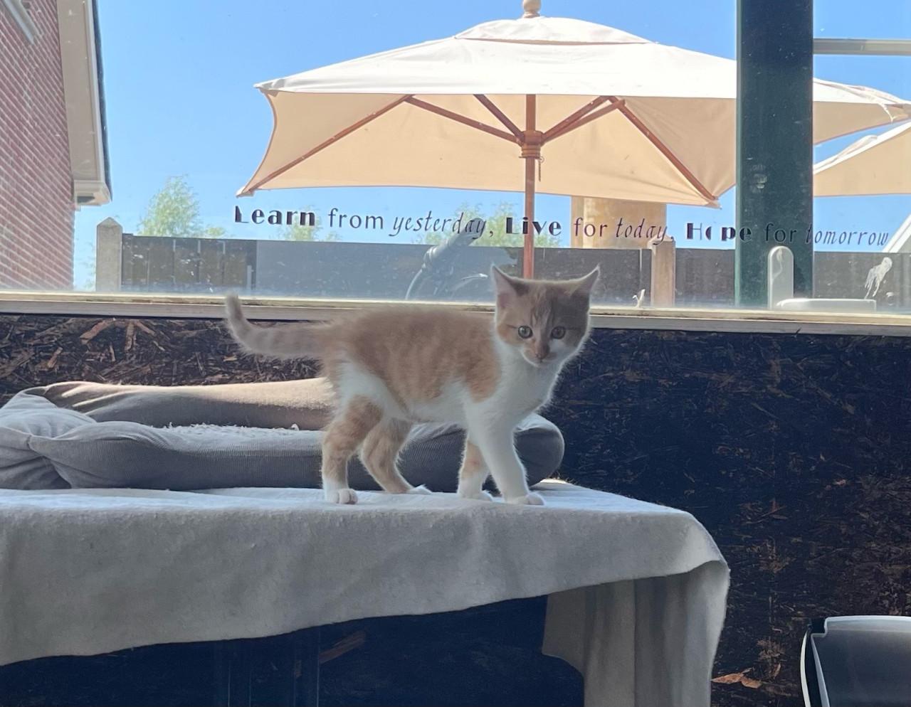Lieve kittens te koop GECHIPT EN GEËNT
