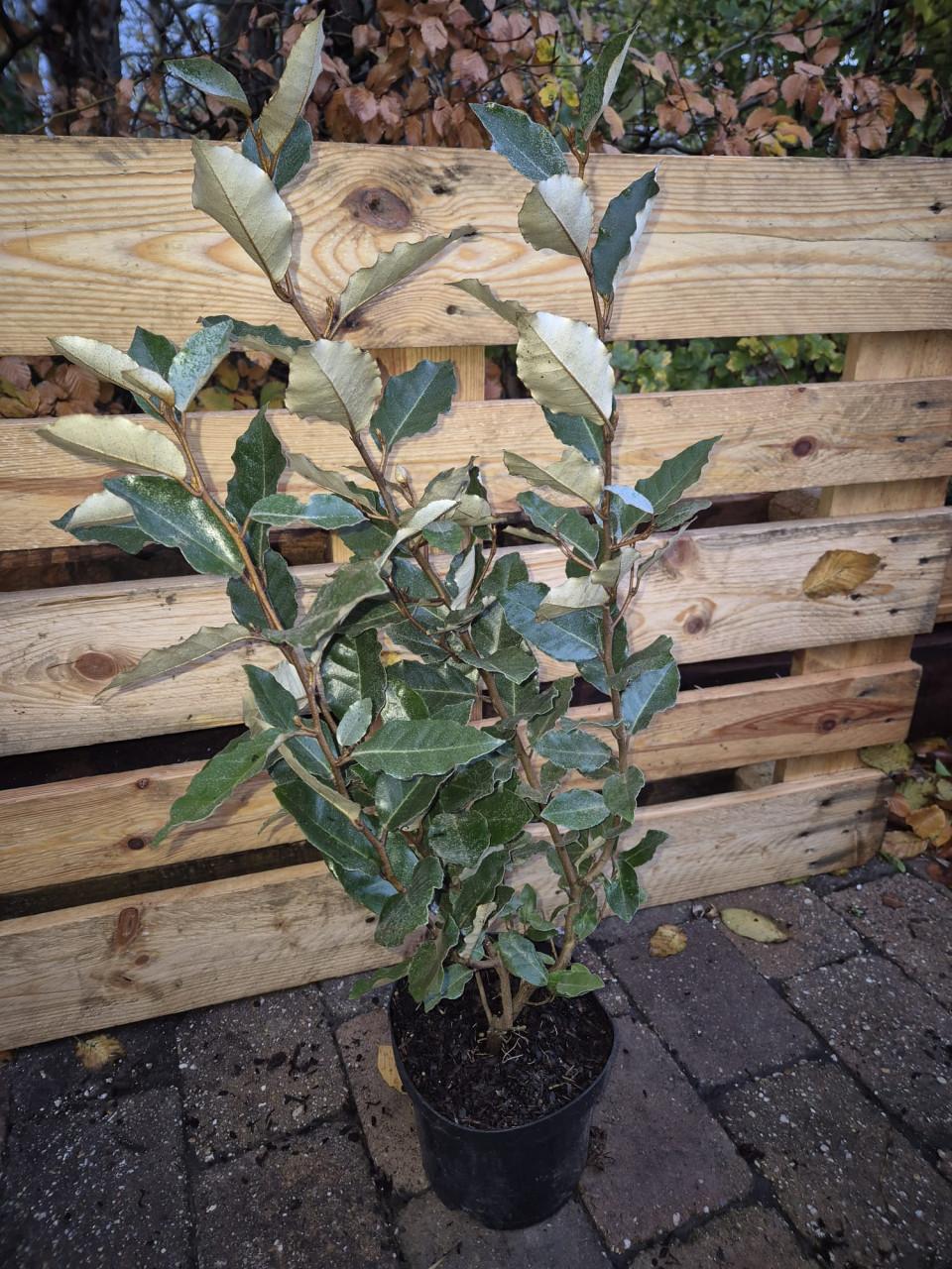 Olijfwilg compacta haagplanten in meerdere maten leverbaar