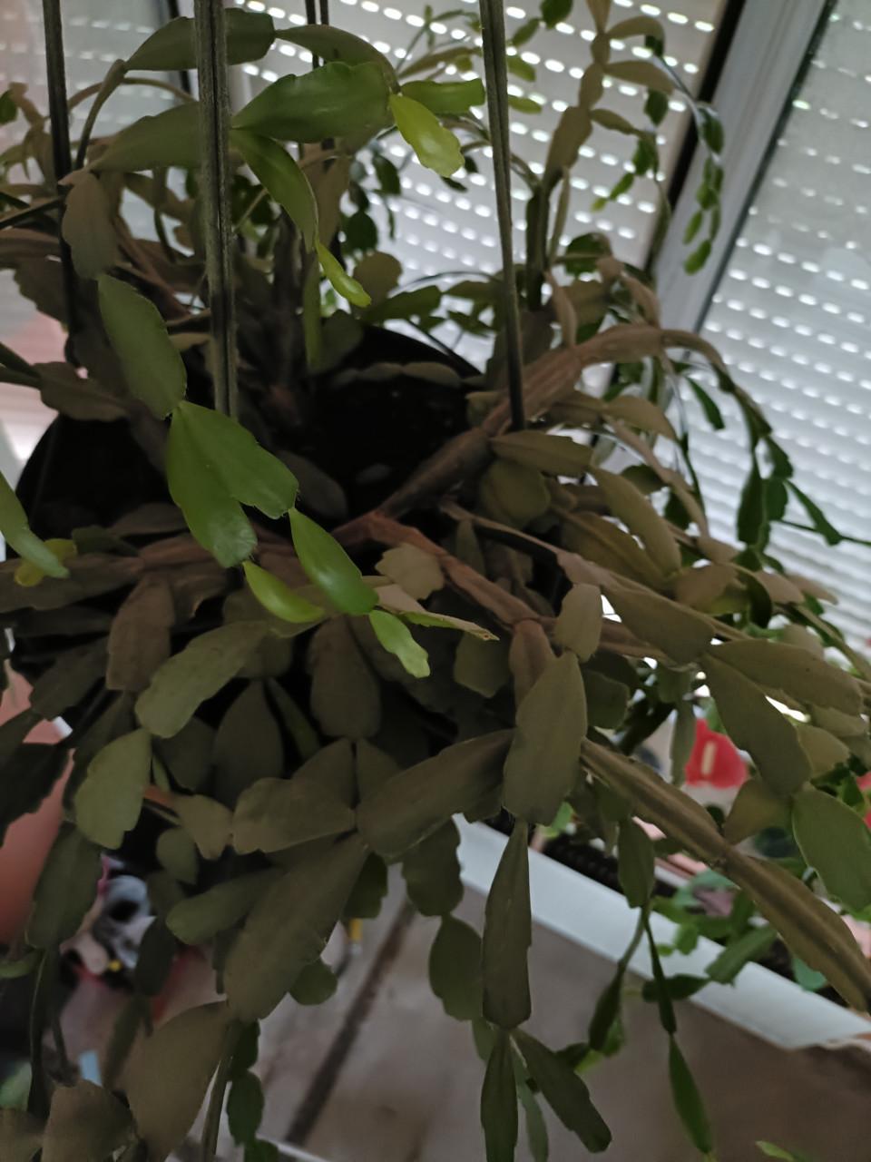 Grote lidcactus kerst bloeit rose