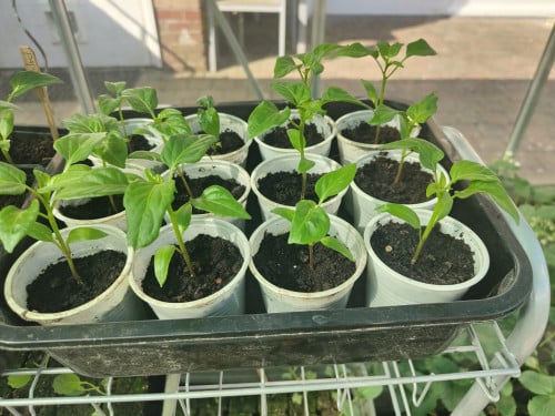 Paprika plant