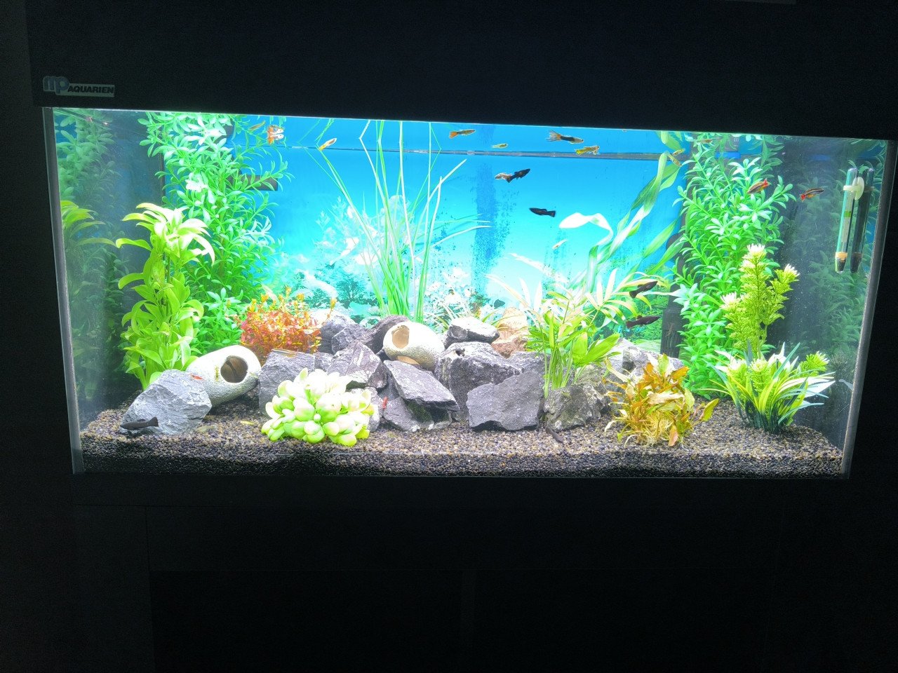 Aquarium 80 cm
