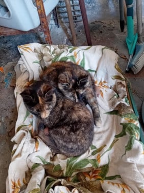Kittens