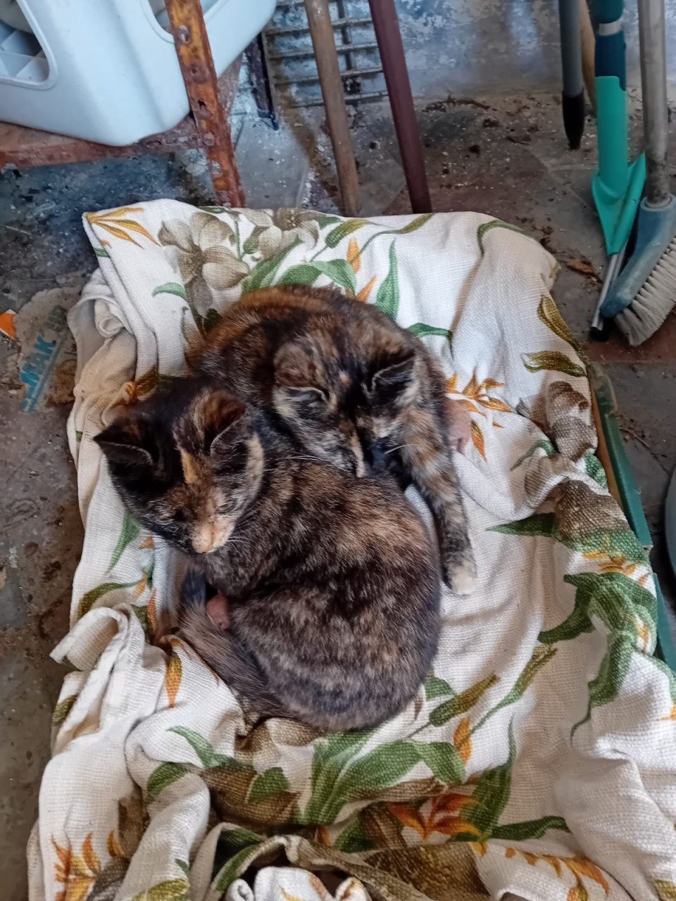 Kittens