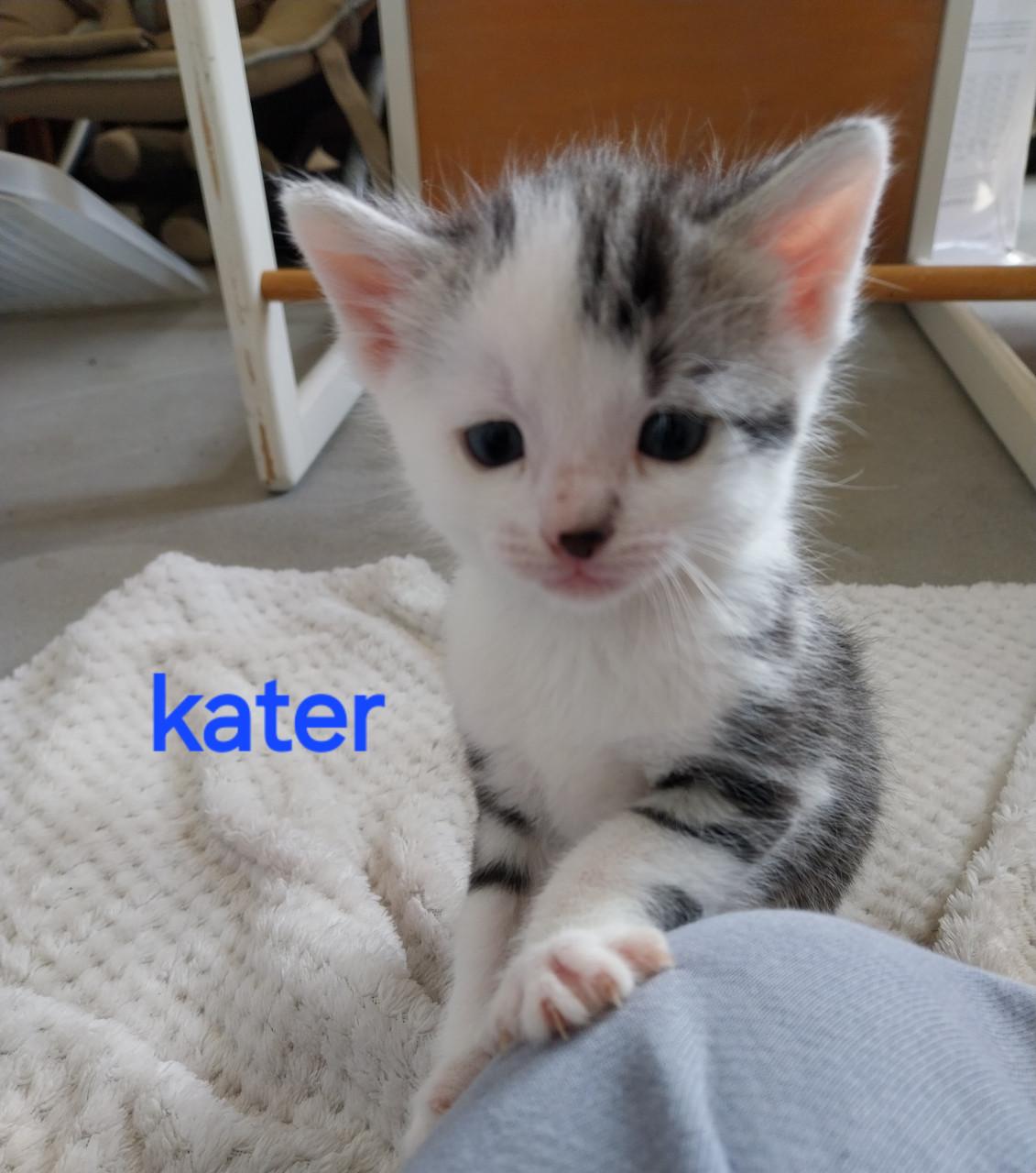 Lieve kittens