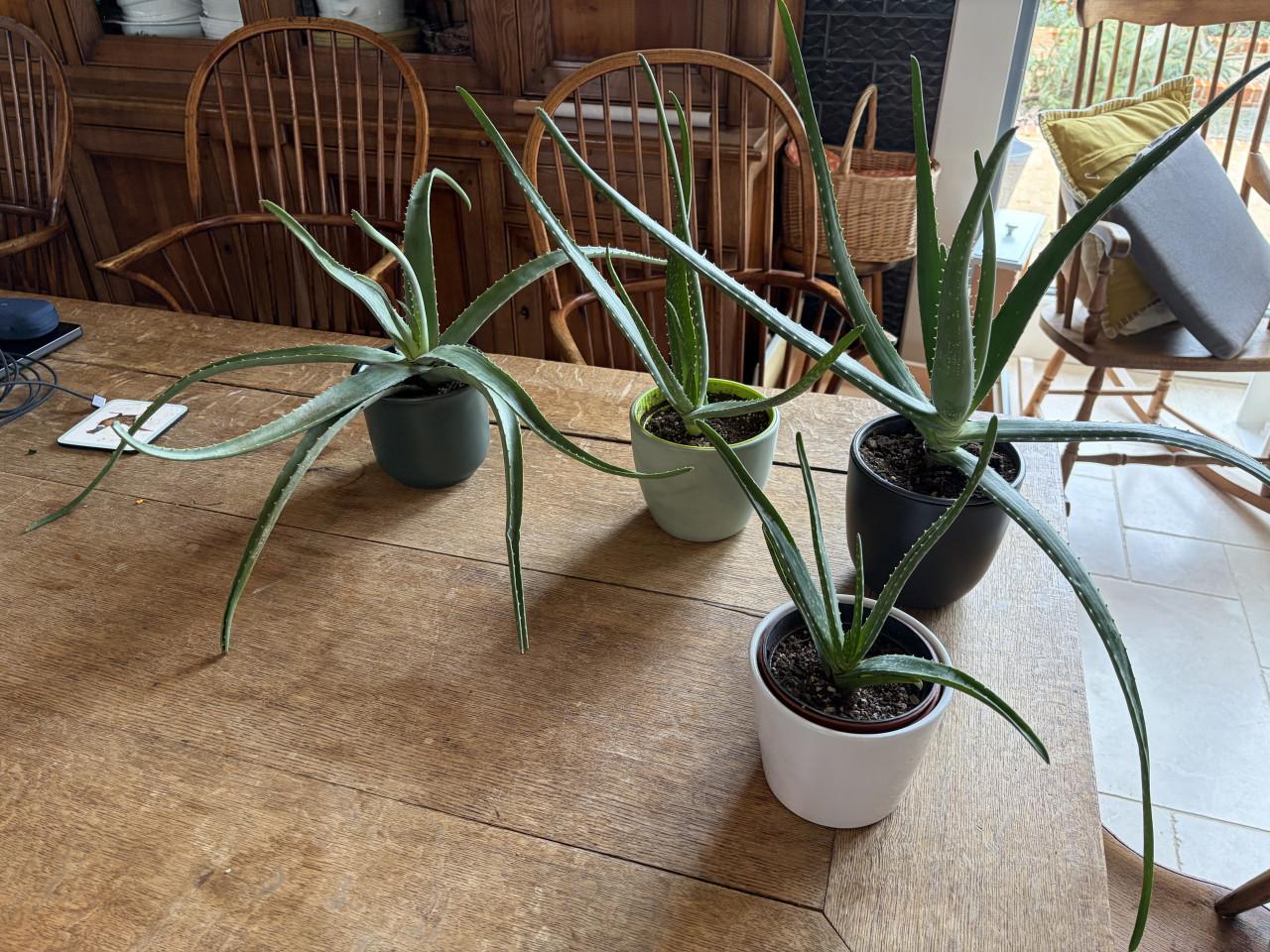 Aloe vera planten