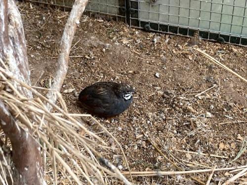 Chinese dwergkwartels