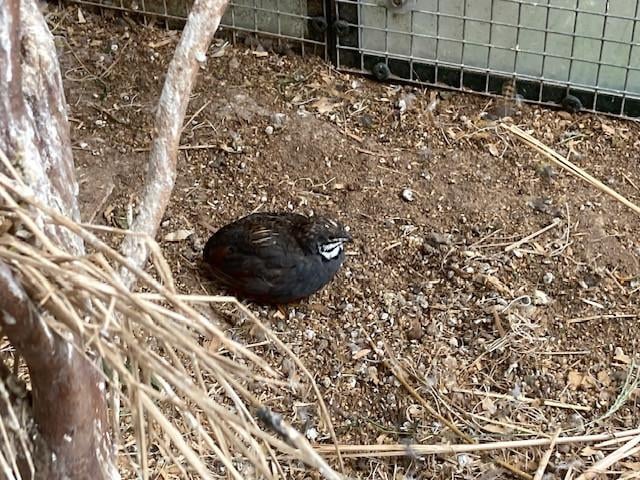 Chinese dwergkwartels