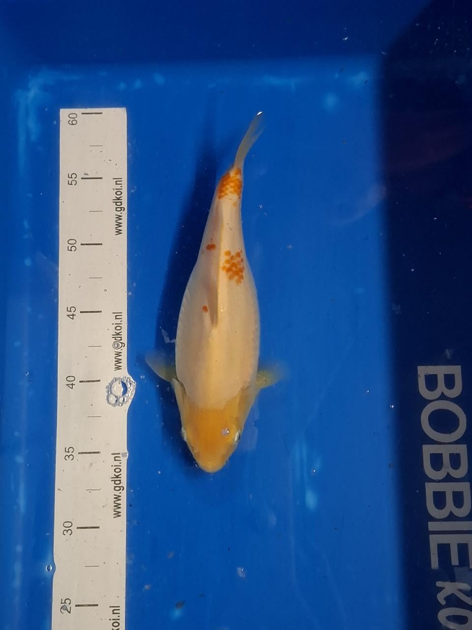 KOI KARPERS