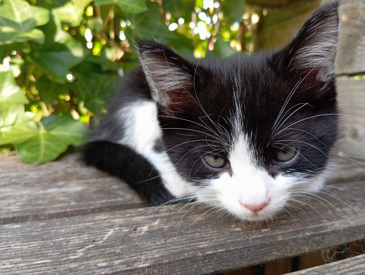 Kitten mannetje