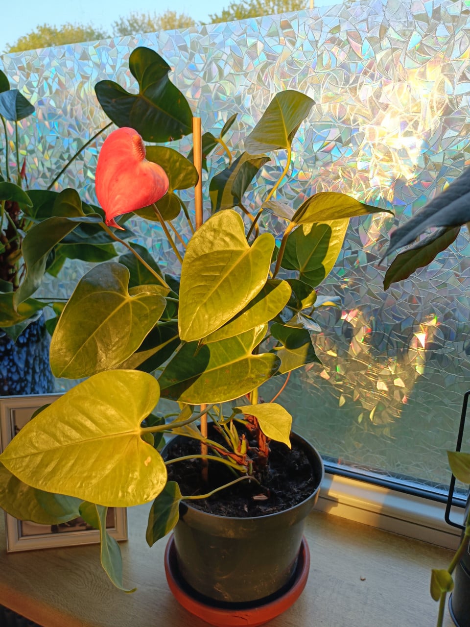 2x Anthurium rose