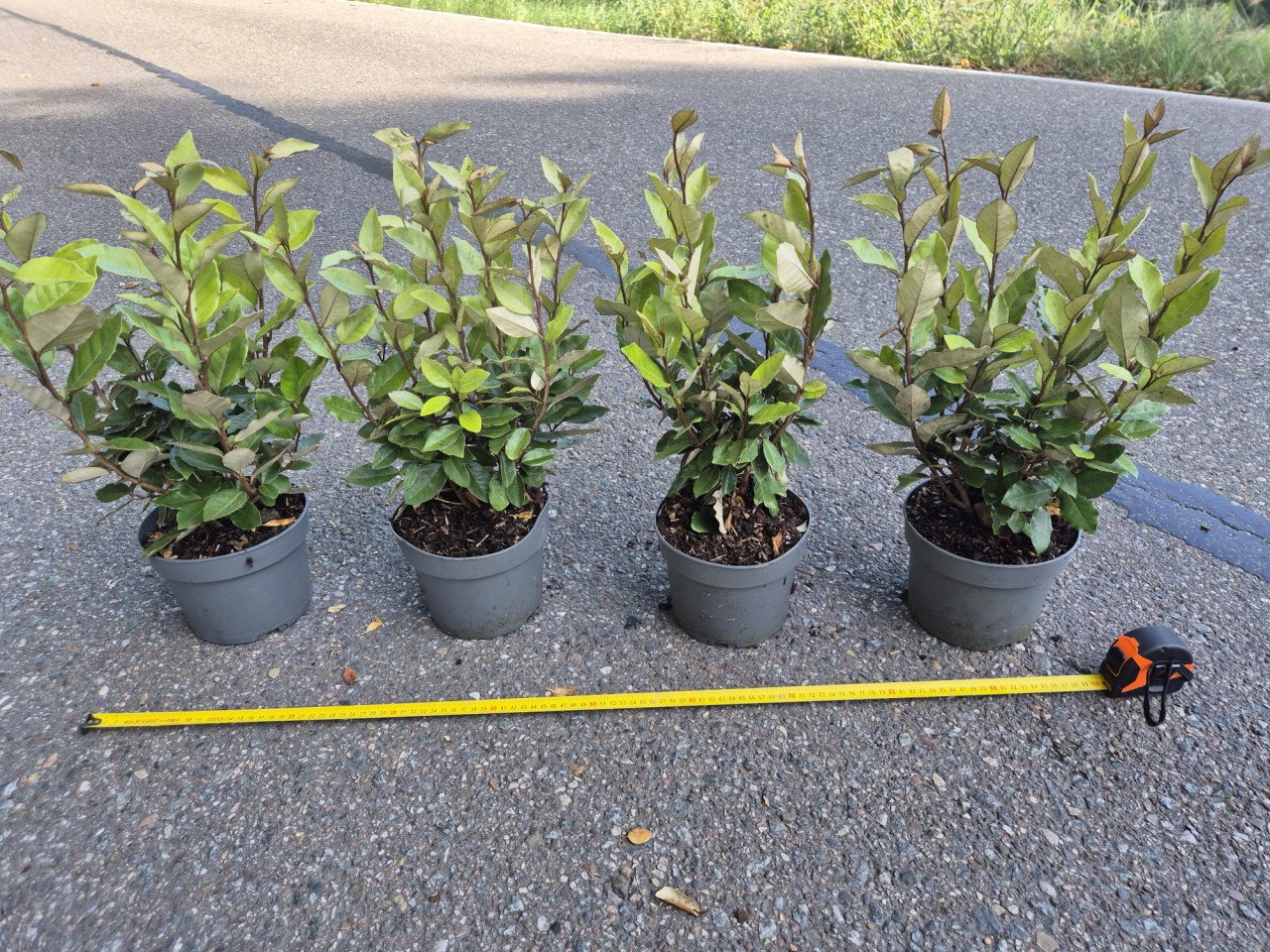 Olijfwilg 'compacta' haagplanten 40-50 cm